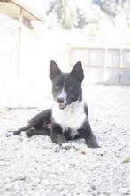 MANDELA, Hund, Mischlingshund in Portugal - Bild 6