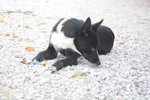 MANDELA, Hund, Mischlingshund in Portugal - Bild 7