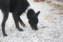 MANDELA, Hund, Mischlingshund in Portugal - Bild 8