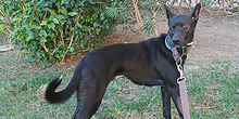 DORI, Hund, Mischlingshund in Spanien - Bild 1