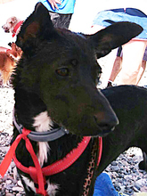 DORI, Hund, Mischlingshund in Spanien - Bild 18