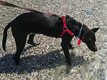 DORI, Hund, Mischlingshund in Spanien - Bild 24