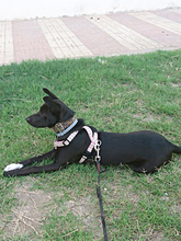 DORI, Hund, Mischlingshund in Spanien - Bild 27