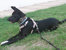DORI, Hund, Mischlingshund in Spanien - Bild 30