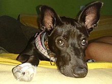 DORI, Hund, Mischlingshund in Spanien - Bild 32