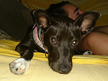 DORI, Hund, Mischlingshund in Spanien - Bild 34