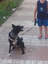 DORI, Hund, Mischlingshund in Spanien - Bild 35