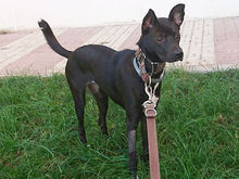 DORI, Hund, Mischlingshund in Spanien - Bild 36