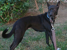 DORI, Hund, Mischlingshund in Spanien - Bild 38