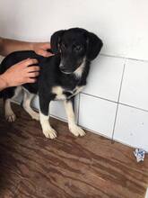 NIXON, Hund, Mischlingshund in Portugal - Bild 11