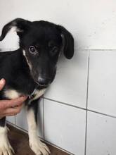 NIXON, Hund, Mischlingshund in Portugal - Bild 13
