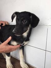 NIXON, Hund, Mischlingshund in Portugal - Bild 2