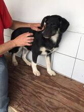 NIXON, Hund, Mischlingshund in Portugal - Bild 4
