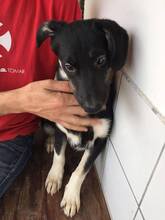 NIXON, Hund, Mischlingshund in Portugal - Bild 6