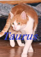 TAURUS, Katze, Europäisch Kurzhaar in Neu-Ulm - Bild 1