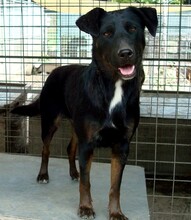 DEMI, Hund, Mischlingshund in Kroatien - Bild 1