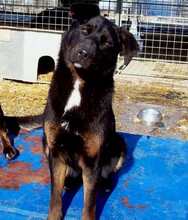 DEMI, Hund, Mischlingshund in Kroatien - Bild 2