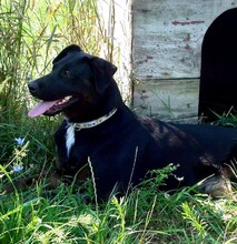 DEMI, Hund, Mischlingshund in Kroatien - Bild 3