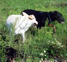 DEMI, Hund, Mischlingshund in Kroatien - Bild 5