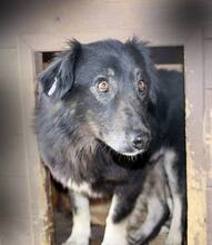 OLE, Hund, Mischlingshund in Rumänien - Bild 1
