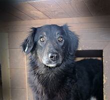 OLE, Hund, Mischlingshund in Rumänien - Bild 2