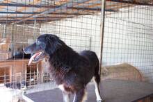 OLE, Hund, Mischlingshund in Rumänien - Bild 5