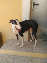 CARETA, Hund, Galgo Español in Schalksmühle - Bild 2