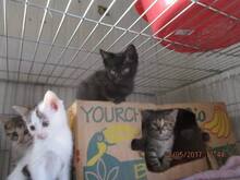 AMELIE, Katze, Hauskatze in Rumänien - Bild 3