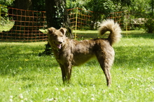 CORA, Hund, Mischlingshund in Saarbrücken - Bild 3