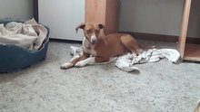 JULIA, Hund, Mischlingshund in Spanien - Bild 1