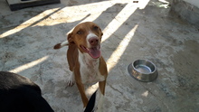 JULIA, Hund, Mischlingshund in Spanien - Bild 5