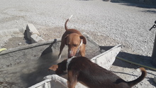 JULIA, Hund, Mischlingshund in Spanien - Bild 6