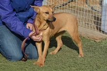LUNI, Hund, Mischlingshund in Spanien - Bild 1