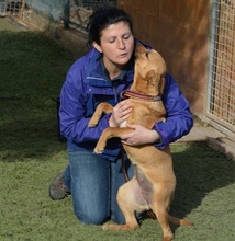LUNI, Hund, Mischlingshund in Spanien - Bild 3