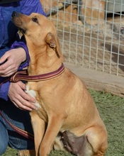 LUNI, Hund, Mischlingshund in Spanien - Bild 6