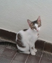 BRANDO, Katze, Europäisch Kurzhaar in Spanien - Bild 1