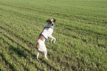 SANCHO, Hund, Mischlingshund in Buseck - Bild 10