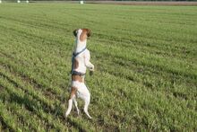 SANCHO, Hund, Mischlingshund in Buseck - Bild 11