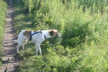 SANCHO, Hund, Mischlingshund in Buseck - Bild 12