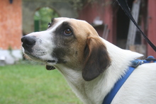 SANCHO, Hund, Mischlingshund in Buseck - Bild 2
