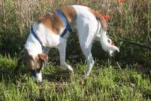 SANCHO, Hund, Mischlingshund in Buseck - Bild 4