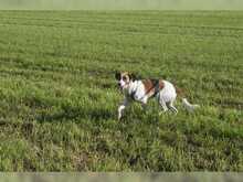 SANCHO, Hund, Mischlingshund in Buseck - Bild 5