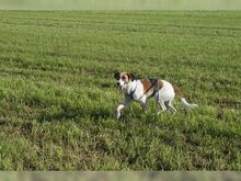 SANCHO, Hund, Mischlingshund in Buseck - Bild 8