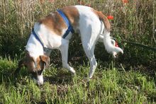 SANCHO, Hund, Mischlingshund in Buseck - Bild 9