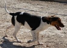 TULIP, Hund, Mischlingshund in Weisendorf - Bild 6