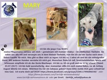MARY, Hund, Mischlingshund in Rumänien - Bild 1