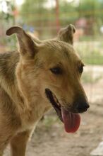 MARY, Hund, Mischlingshund in Rumänien - Bild 2