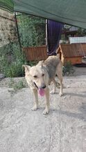 MARY, Hund, Mischlingshund in Rumänien - Bild 3