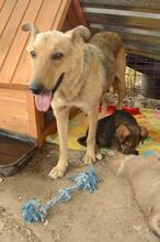 MARY, Hund, Mischlingshund in Rumänien - Bild 4