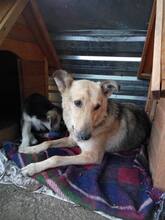 MARY, Hund, Mischlingshund in Rumänien - Bild 5